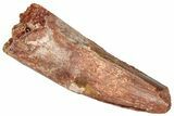 Fossil Spinosaurus Tooth - Real Dinosaur Tooth #357830-1